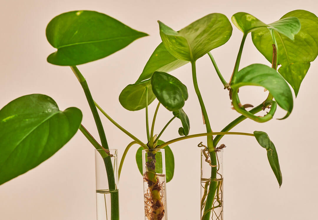 Radionica u FLO:Ru: Osnove pelcanja sobnog bilja u vodi